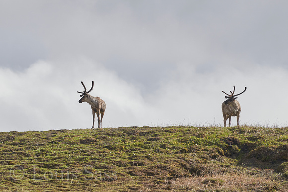 We saw more caribou than we saw mosquitos, and we didn't see many caribou.