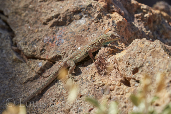 Blue-morphed side-blotched lizard